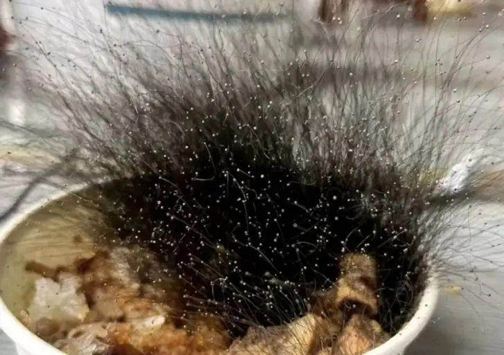 พนักงานลืม "ข้าว" บนโต๊ะทำงาน กลับมาสย.องทั้งออฟฟิศ สิ่.งมีชี.วิตดก.ดำฟูฟ่.อง!