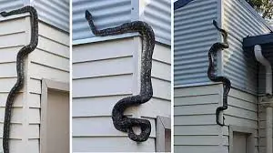 3 เคล็ดลับเด็ด! วิธีป้องกันงูเข้าบ้านแบบถาวร สยบปัญหางูเลื้อยขึ้นที่สูง