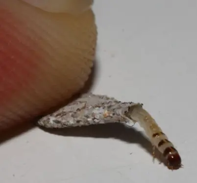 เตือนภัยเงียบ! “แมลงกินผ้า” ตัวเล็กแต่ทำลายบ้านทั้งหลัง รีบกำจัดก่อนเสียหายหนัก