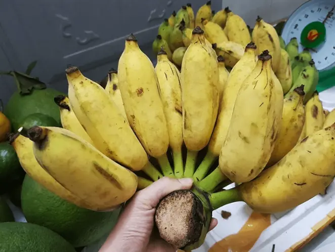 ถ้าอายุเกิน 60 ปี กินกล้วยวันละลูก จะเกิดอะไรขึ้นกับร่างกาย?