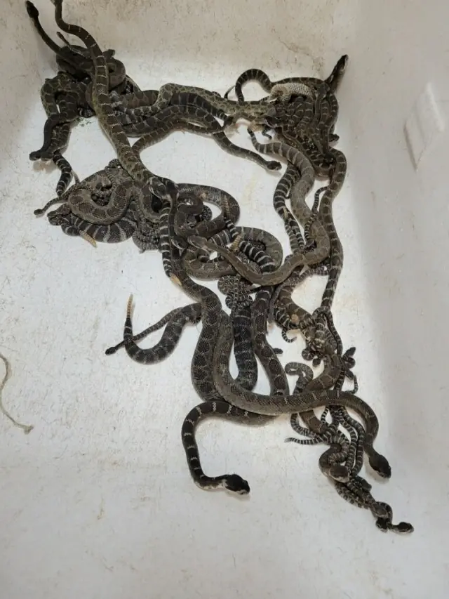 ขนลุกซู่! สาวช็อกเจอฝูงงูซุกใต้พื้นบ้าน แจ้งกู้ภัยจับได้เกือบ 100 ตัว