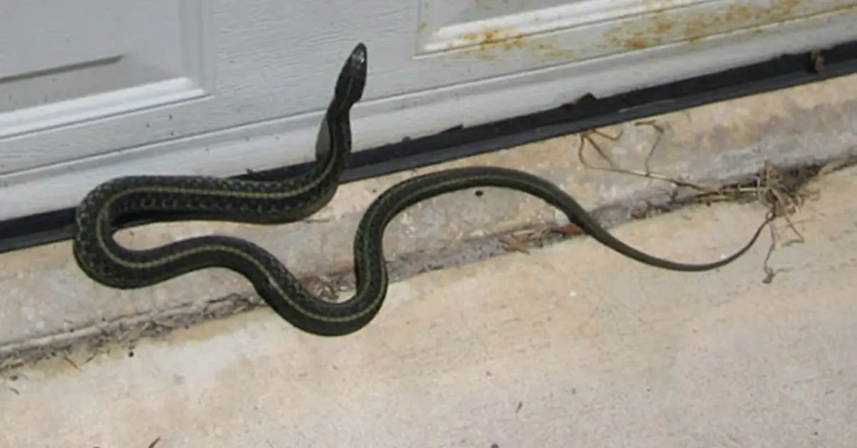 ความปลอดภัยในบ้านเริ่มต้นที่การป้องกันสยบปัญหางูกวนใจ