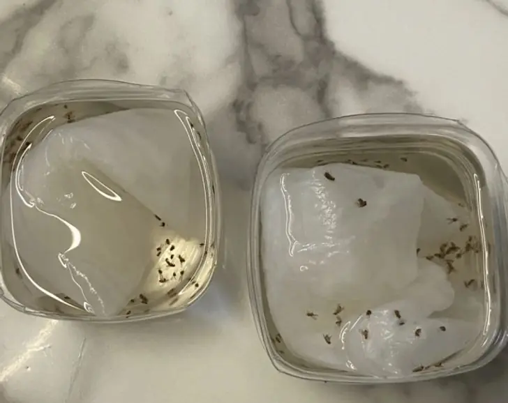 แมลงหวี่เต็มบ้านทำไงดี? เผยสูตรกำจัดให้สิ้นซาก วางไม่กี่ชั่วโมง หายเกลี้ยง