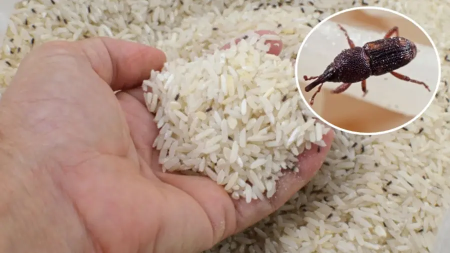 ใส่สิ่งนี้ลงในถังข้าว เก็บได้ทั้งปีไม่ต้องกลัวมอด