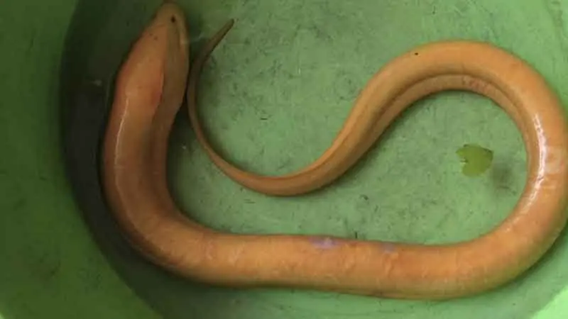 ชาวบ้านฮือฮา ปลาไหลสีทอง โผล่เกยตื้น เห็นชัดๆตัวเลขกลางลำตัว งานนี้ไม่พลาด