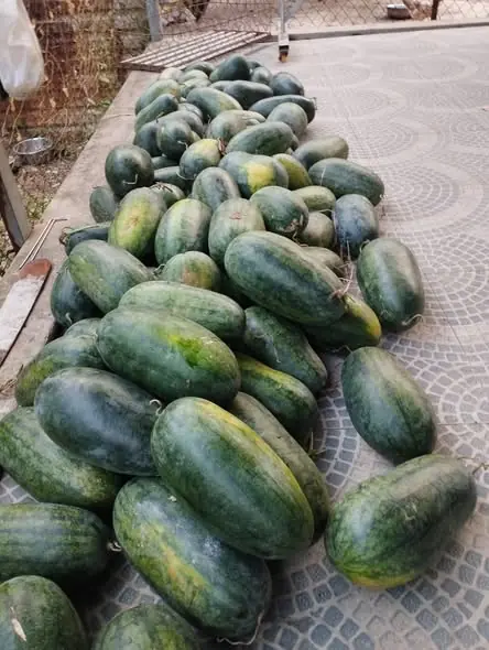 วิธีเลือกแตงโมให้ได้ลูกที่หวานที่สุด เคล็ดลับที่คนรักผลไม้ต้องรู้