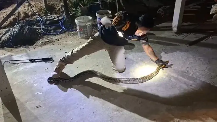 งูหลามตัวเขื่อง! เจ้าของรถแตกตื่น เลื้อยมุดท้องกระบะ เชื่อมาให้โชค ทะเบียนเลขสวย 4 ตัว