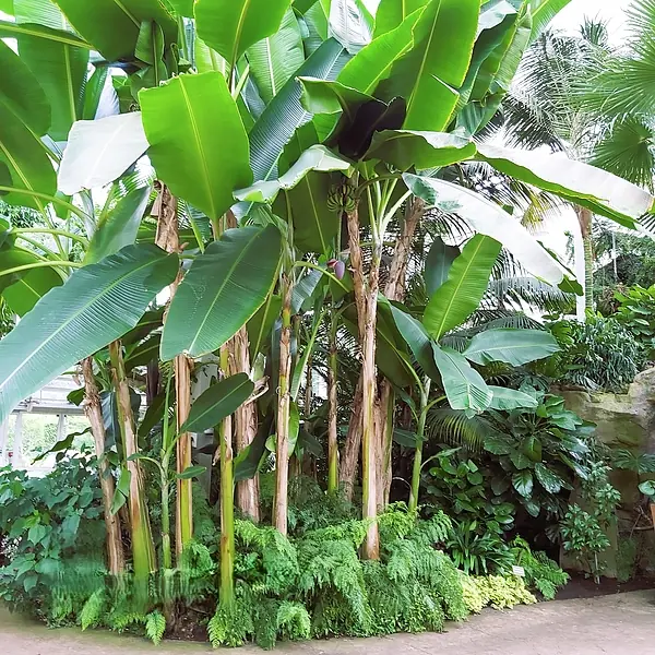 ต่อให้ชอบแค่ไหนก็ห้ามปลูก! 5 ต้นไม้นี้หน้าบ้าน ระวังปลูกผิดที่ การเงินสะดุด