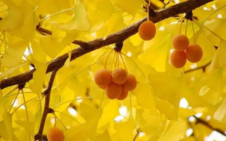 หากในบ้านของคุณมีต้นไม้ 4 ชนิดนี้ ลูกหลานมีโอกาสร่ำร.วยได้ง่ายขึ้น ลองปลูกไว้ดู