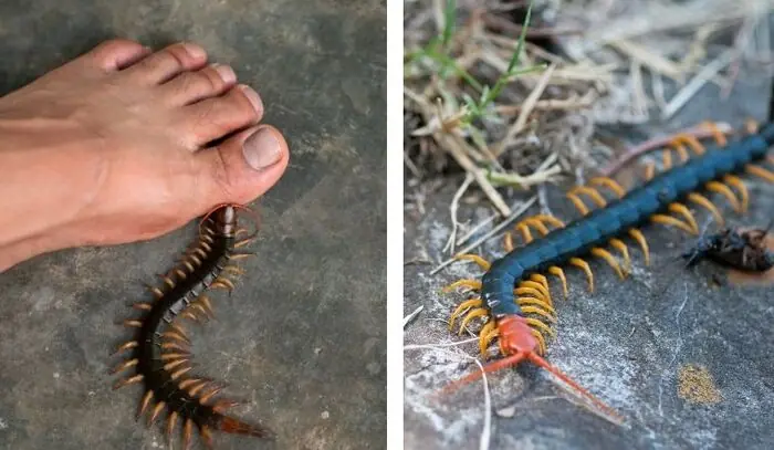 ถ้าเห็นกิ้งกือในบ้าน อย่าเพิ่งกำจัดทันที! นี่คือเหตุผลสำคัญที่คุณควรรู้