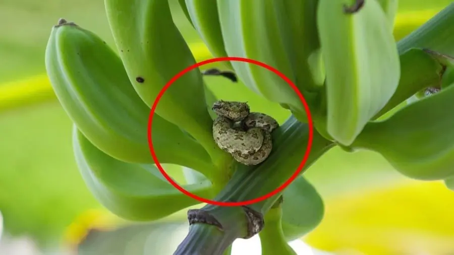 3 วิธีป้องกันงูเลื้อยเข้าบ้าน ที่ทุกครอบครัวควรรู้