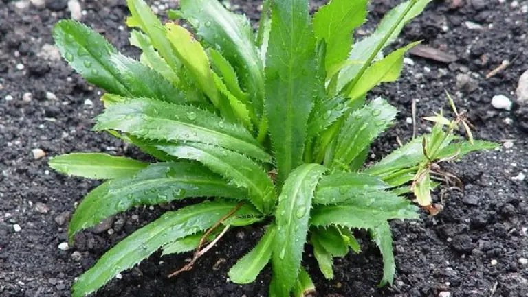 ปลูกผักชีฝรั่งในบ้าน เปรียบเสมือนมี “ตู้ยาสมุนไพรล้ำค่า” ช่วยบำบัดรักษาโรค