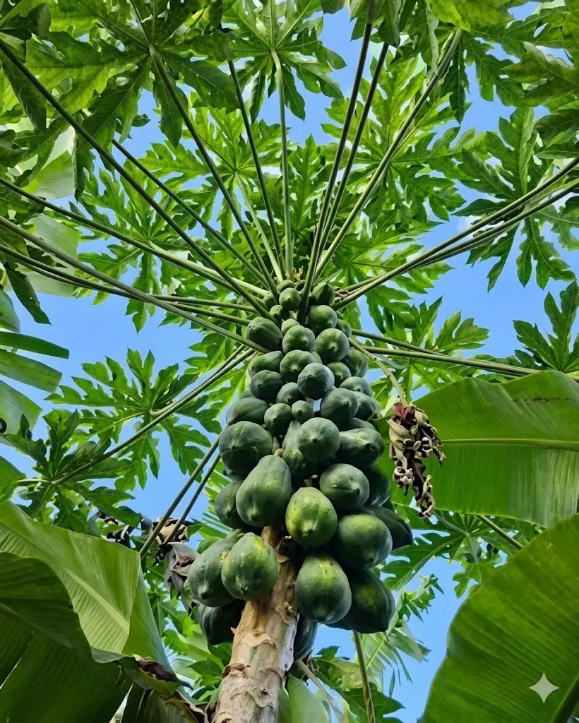 ต่อให้ชอบแค่ไหนก็ห้ามปลูก! 5 ต้นไม้นี้หน้าบ้าน ระวังปลูกผิดที่ การเงินสะดุด ขายบ้านก็ไม่พ