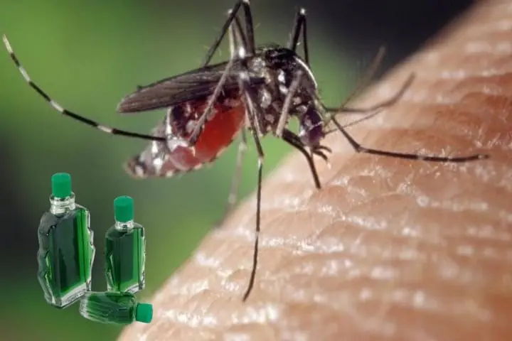 6 วิธีใช้น้ำมันยูคาลิปตัสไล่ยุงได้ผลดีมาก: ยุงไม่กล้าเข้าใกล้ บ้านก็หอมสดชื่น