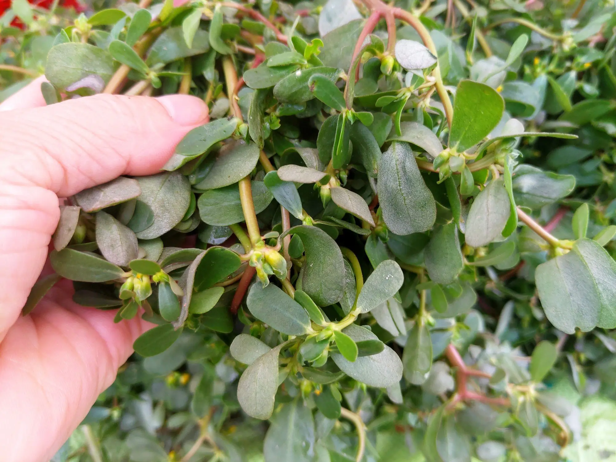 ผักป่าที่ขึ้นเองตามธรรมชาติ ไม่ต้องกังวลสารเคมี ในญี่ปุ่นถือเป็นผักอายุยืน แต่คนไทยหลาย