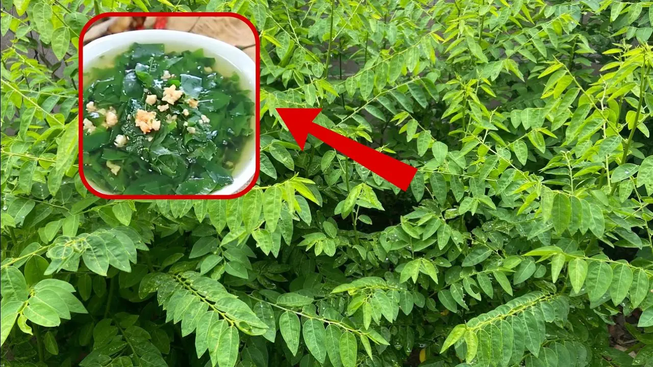 ผักชนิดนี้เพียงปักลงดินก็เติบโตเขียวชอุ่ม อุดมด้วยวิตามินซีมากกว่าส้มและมะนาวถึง 10 เท่า