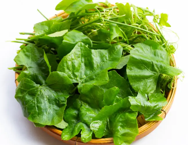 ผักพื้นบ้านใกล้ตัว แต่คุณค่าดีไม่แพ้โสม กินเป็นประจำช่วยบำรุงร่างกายได้จริง