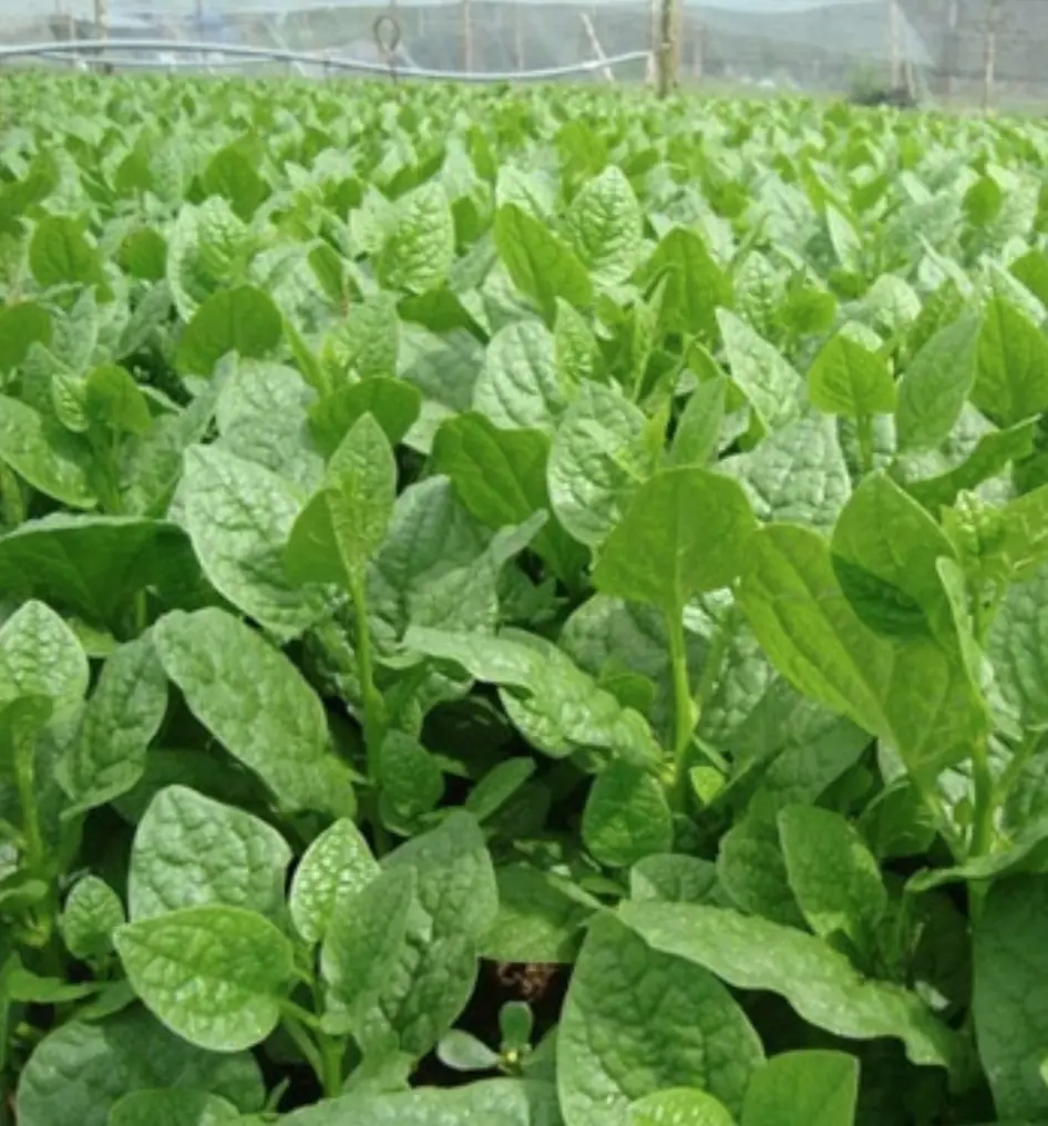 นิตยสารอเมริกัน First For Women ได้จัดอันดับผักที่ดีต่อสุขภาพที่สุดในโลก 10 ชนิด