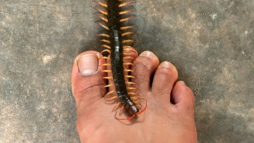 เจอตะขาบในบ้านคือสัญญาณเตือนว่า...