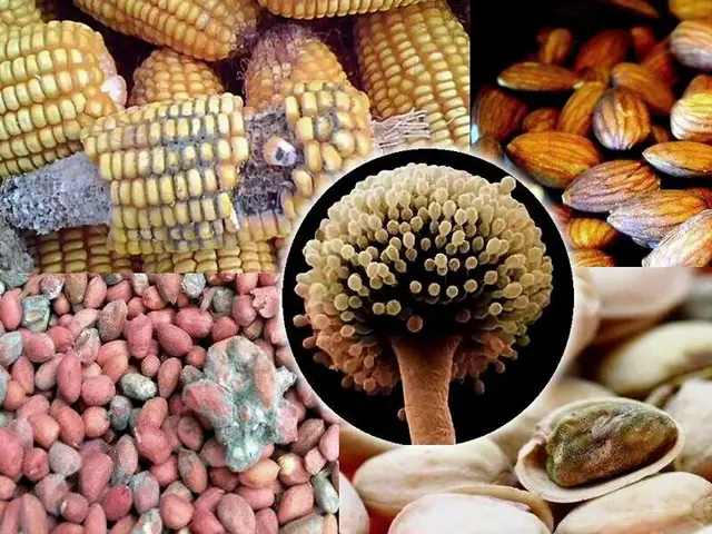 คู่สามีภรรยาตร.วจพ.บม.ะ.เ.ร็.งตั.บพร้อมกัน แพ.ทย์เตื.อน: อาหาร 4 อย่างที่เก็.บไ.ว้น.านในตู้เย็นอา