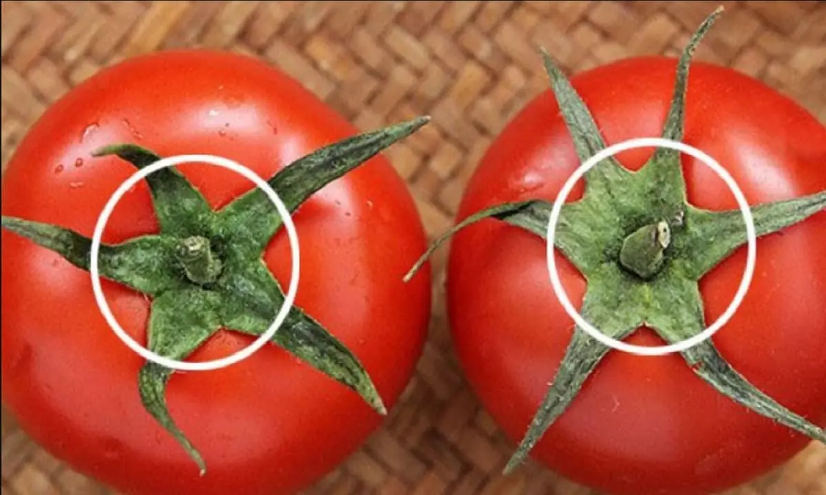 เคล็ดลับแยกมะเขือเทศสุกเองกับใช้สารช่วย ดูง่ายในไม่กี่วินาที