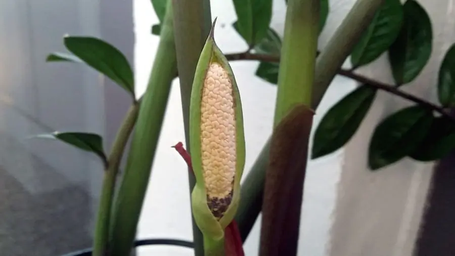 5 ต้นไม้ในบ้านที่ “ออกดอก” คือสัญญาณว่ากำลังมีโชคลาภ เงินทองกำลังเข้าบ้าน