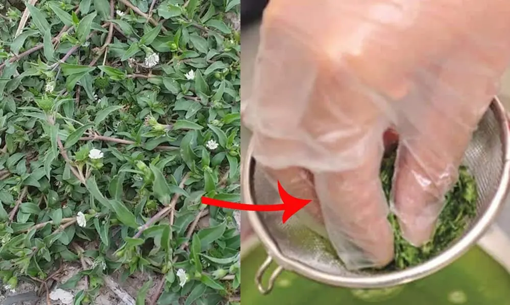 หญ้าชนิดหนึ่งที่ขึ้นตามข้างทางและคันนา มีสรรพคุณห้ามเลือด ช่วยรักษาม.ะเ.ร็.ง รู้เร็วได้ปร