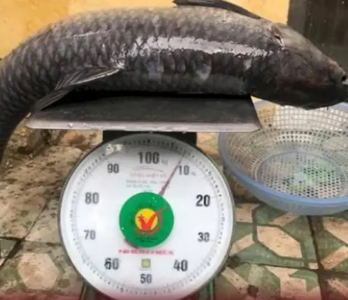 5 อาหารยอดฮิตในตลาด ดูสดใหม่แต่แฝงยาพิษฟอร์มาลีน อันตรายถึงชีวิต