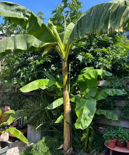 บรรพบุรุษเตือนแรง: 4 ต้นไม้หน้าบ้านที่ไม่ควรปลูก อยู่แล้วเงินทองร่อยหรอโดยไม่รู้ตัว