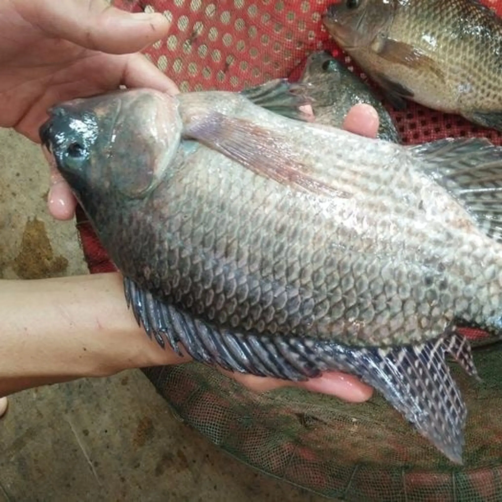 ปลาชนิดนี้กำลังฮิตหนัก แต่หมอเตือนอย่ากิน เสี่ยงไม่รู้ตัว