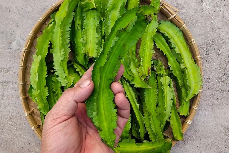 รู้ก่อนกิน! ถั่วพูแคลเซียมสูงจริง แต่แพทย์เตือน 4 กลุ่มนี้ควรหลีกเลี่ยง เสี่ยงกระทบสุขภาพ