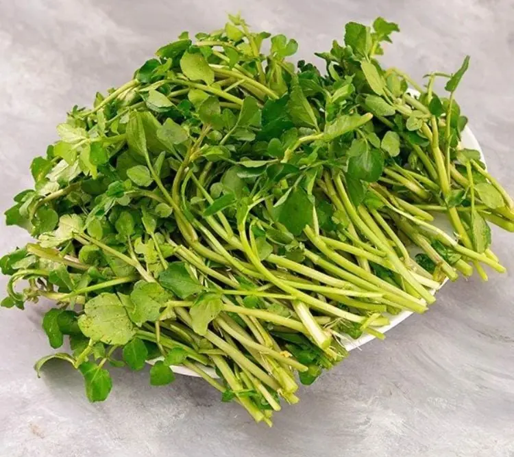 ผักชนิดหนึ่งที่ทั่วโลกยกย่อง ว่ามีศักยภาพช่วยป้องกันม.ะเ.ร็.ง วางขายราคาถูกเหมือนแจกฟรีใ