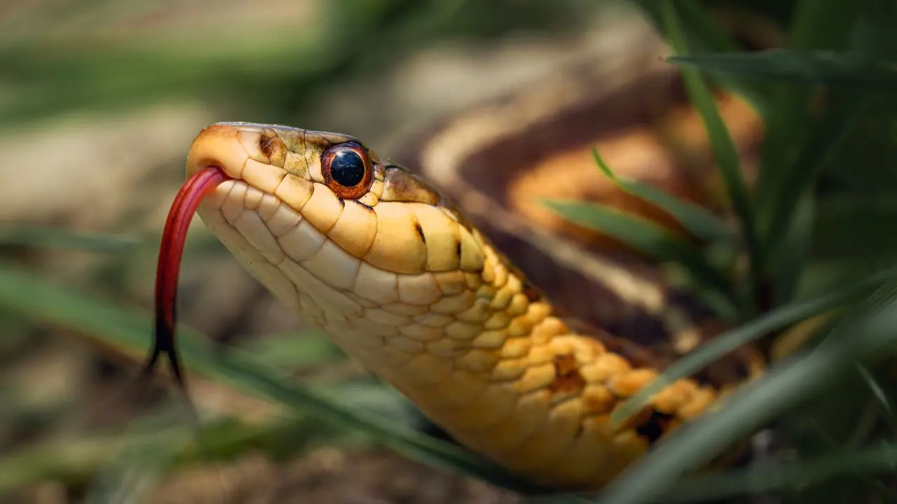สวนในบ้านมีพืช 5 ชนิดที่ดึงดูดงูอย่างมาก หากอยากให้บ้านสงบปลอดภัยควรถอนทิ้ง