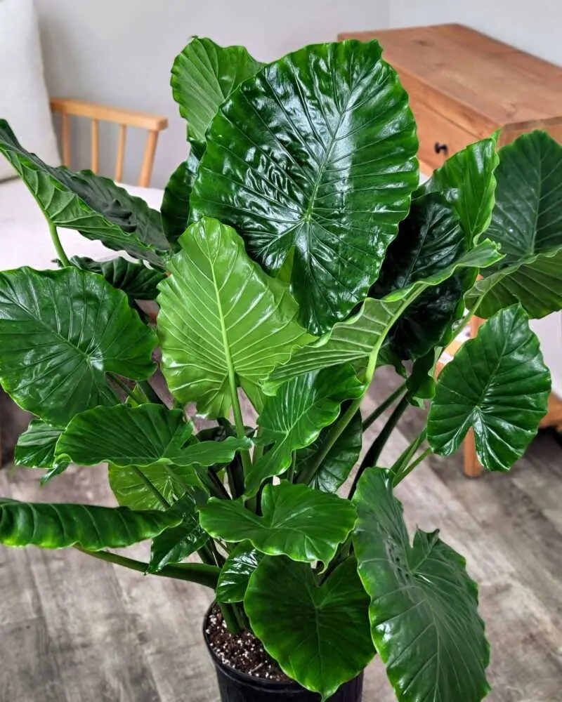 บรรพบุรุษเคยเตือนแรง: “4 ต้นไม้ปีศาจหน้าบ้าน” อยู่แล้วเงินทองไหลออกไม่หยุด! อย่ามองข้าม หล