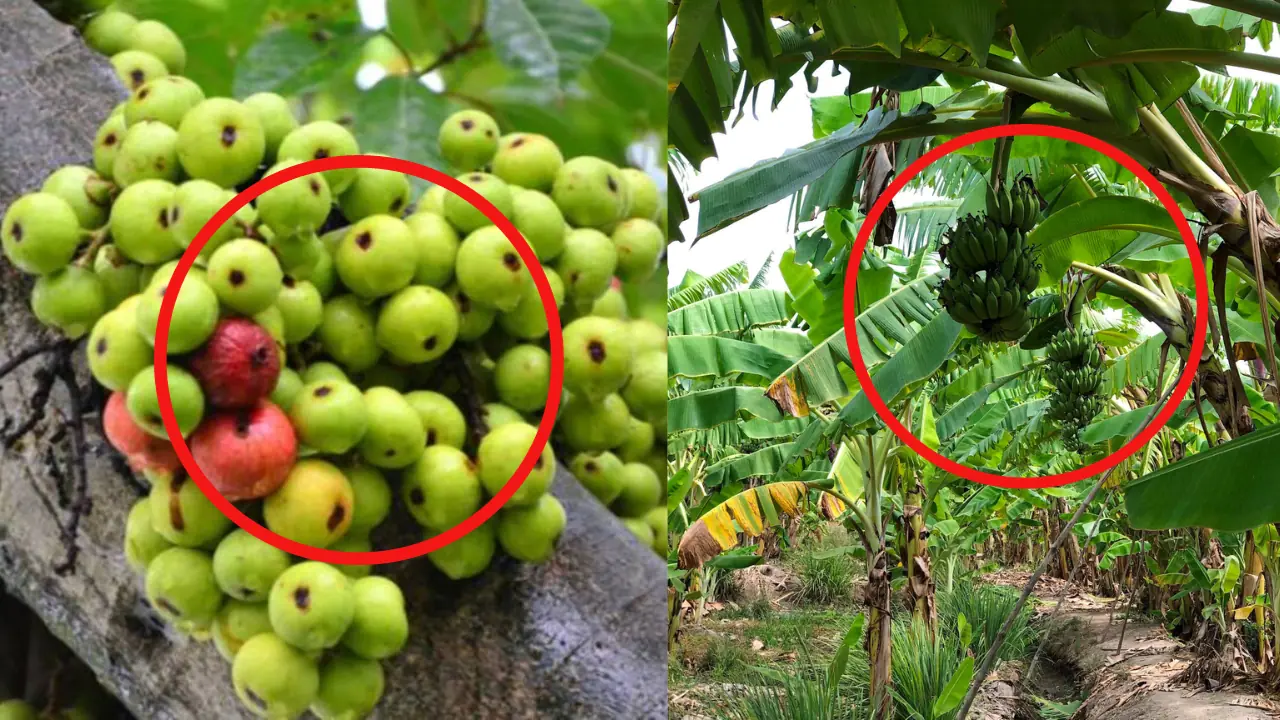 ปลูกต้นไม้เหล่านี้อาจทำลายชีวิตคุณโดยไม่รู้ตัว! 3 ต้นไม้อัปมงคล