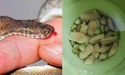 เมล็ดมะนาวสามารถช่วยชีวิตผู้ถูกงู.กั.ดได้ภายใน 1 นาที หากใช้วิธีนี้