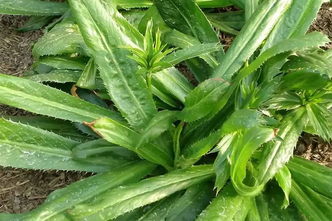 ปลูกผักชีฝรั่งในบ้าน เหมือนมี “ตู้ยาสมุนไพรชั้นดี” เพิ่มอีกหนึ่งอย่าง