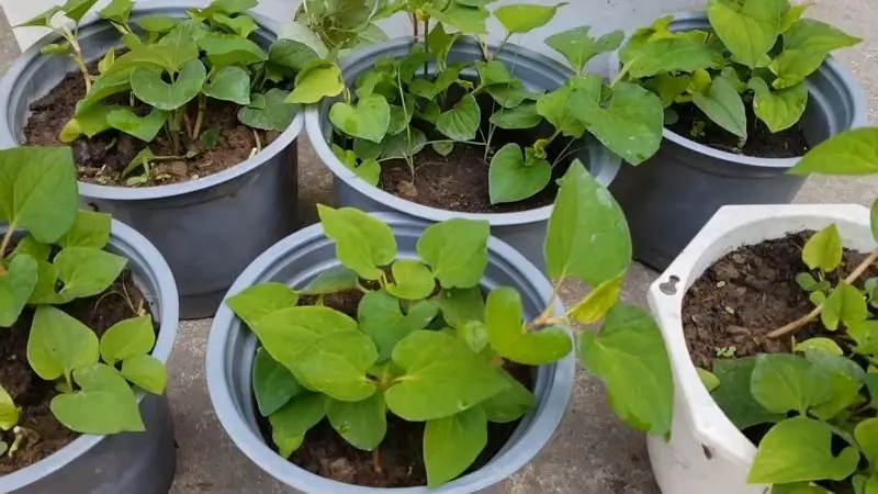 แม้บ้านจะแคบแค่ไหน ก็ต้องปลูก 3 ต้นนี้ไว้! ช่วยดูแลสุขภาพรอบด้าน