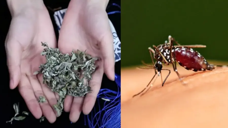 ขยำใบไม้นี้วางไว้ในห้อง ทั้งคืนไม่เห็นยุงสักตัว นอนหลับได้อย่างสบายใจ