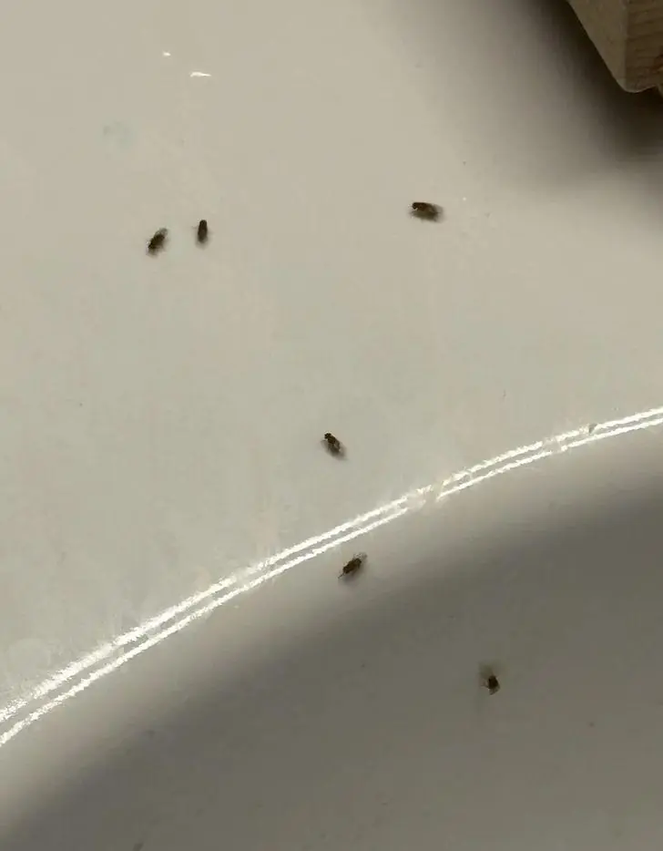 แมลงหวี่เต็มบ้านทำไงดี? เผยสูตรกำจัดให้สิ้นซาก วางไม่กี่ชั่วโมง หายเกลี้ยง