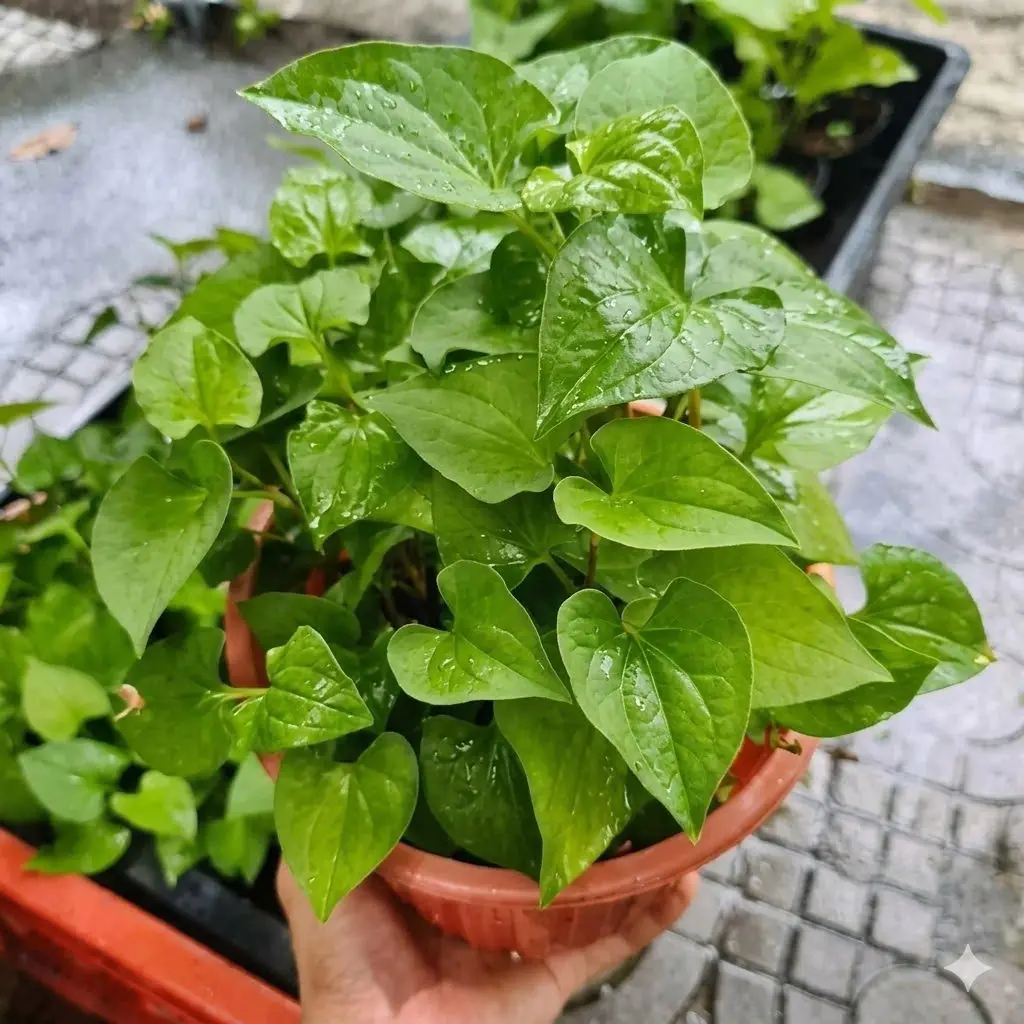 แม้บ้านจะแคบแค่ไหน ก็ต้องปลูก 3 ต้นนี้ไว้! ช่วยดูแลสุขภาพรอบด้าน แถมประหยัดค่าซื้อย.าปีละเ