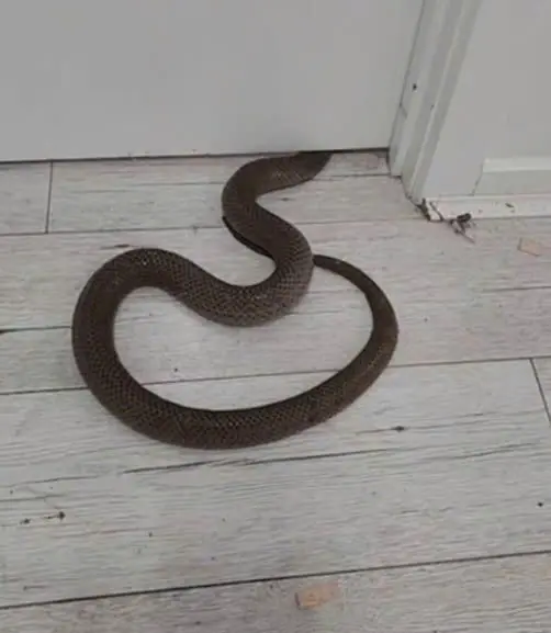 สวนในบ้านมีพืช 5 ชนิดที่ดึงดูดงูอย่างมาก หากอยากให้บ้านสงบปลอดภัยควรถอนทิ้ง