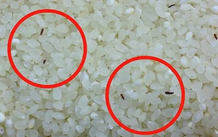 วิธีเก็บข้าวสารให้ห่างไกลแมลงและเชื้อรา: เคล็ดลับเก็บให้สดใหม่ได้นาน