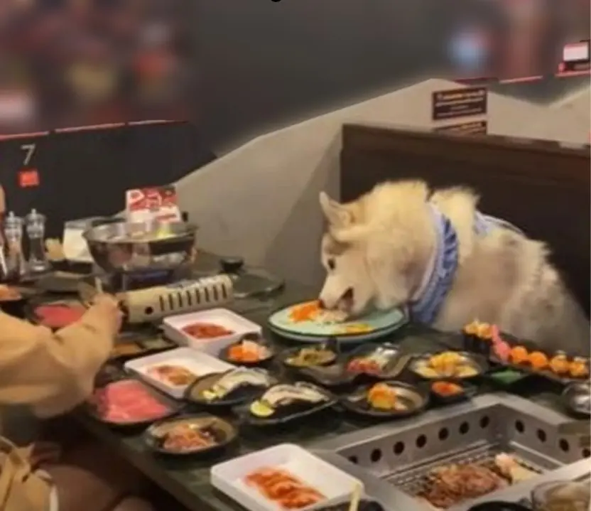 ร้านอาหารทุ.บทำล.ายจานชาม 600 ชุด ปิดร้านเพื่อฆ่.าเชื้อ หลังลูกค้านำสัตว์เลี้ยงขึ้นโต๊ะอาหา