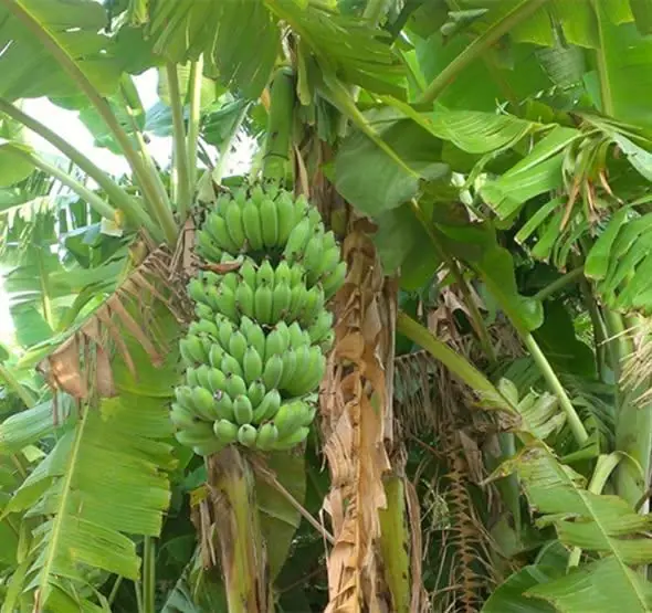 ระวัง! 3 ต้นไม้ต้องห้ามปลูกในบ้าน นำพาความจนมาสู่ครอบครัว