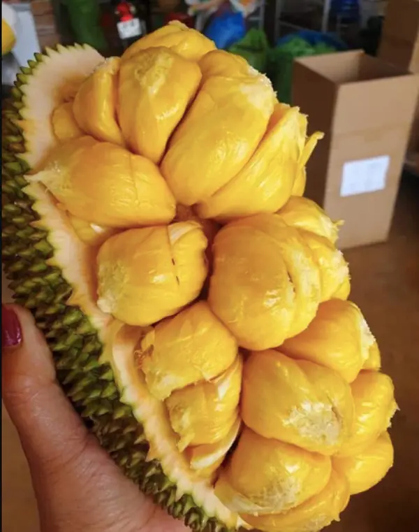 ส่องความลับ "ขนุนป่า" ผลไม้หายาก สรรพคุณทางยาชั้นเลิศที่คุณอาจไม่เคยรู้