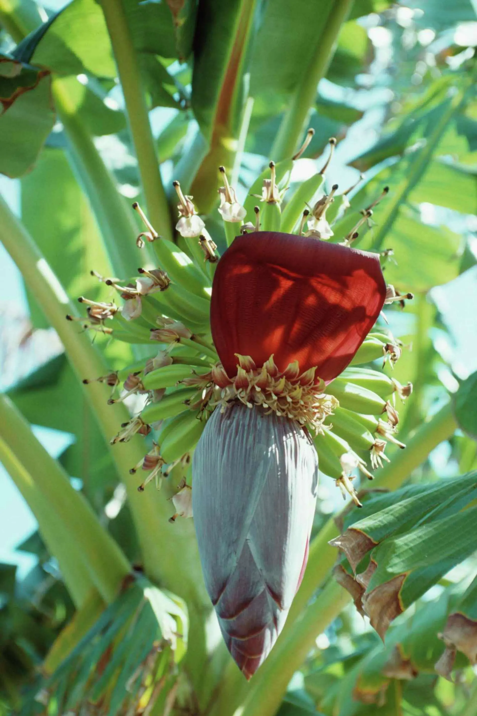 คนโบราณกล่าวไว้ว่า “6 ต้นไม้นี้ออกดอก ต่อให้ไม่รวย ก็จะมีวันร่ำรวย” แล้วต้นไม้ทั้ง 6 นี้คือ