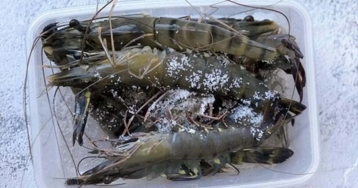 เก็บกุ้งให้อยู่นาน แค่เติม 1 ช้อนนี้ เก็บเป็นเดือนก็ยังสด เนื้อไม่เละไม่จืด