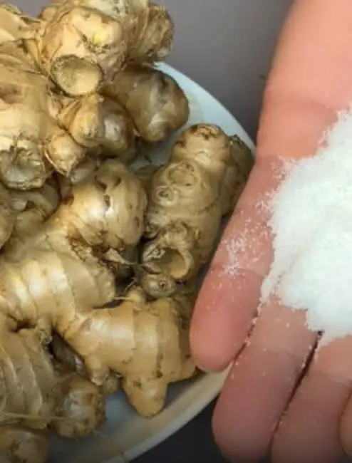 ขิงห้ามเก็บในตู้เย็น! แนะนำ 3 เคล็ดลับเล็ก ๆ เก็บไว้ครึ่งปีก็ยังสด ไม่แห้ง ไม่มีกลิ่น!