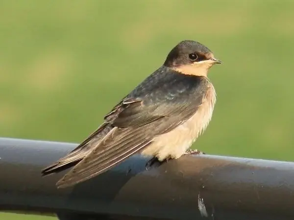 สัตว์ 4 ชนิดที่เข้าบ้านแล้วไม่ยอมไป: ลางดีเรื่องความร่ำรวย เงินไหลมาไม่ขาดสาย